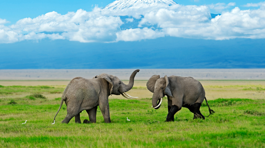 Addo Elephant National Park