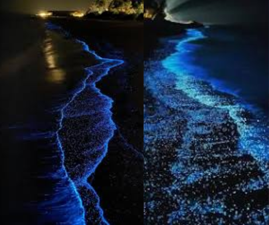 Vaadhoo Island Sea of Stars
