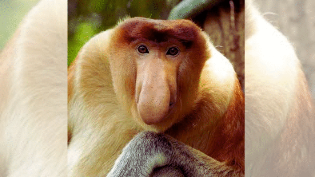 Proboscis-Monkey.