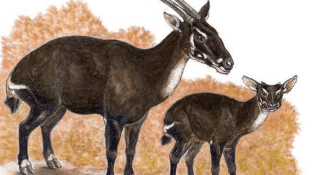 Saola.